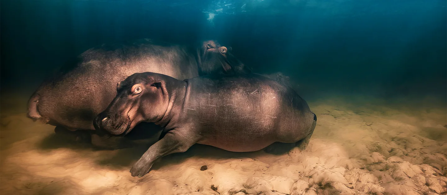 Фотоконкурс Wildlife Photographer of the Year назвал победителей 2023 года
