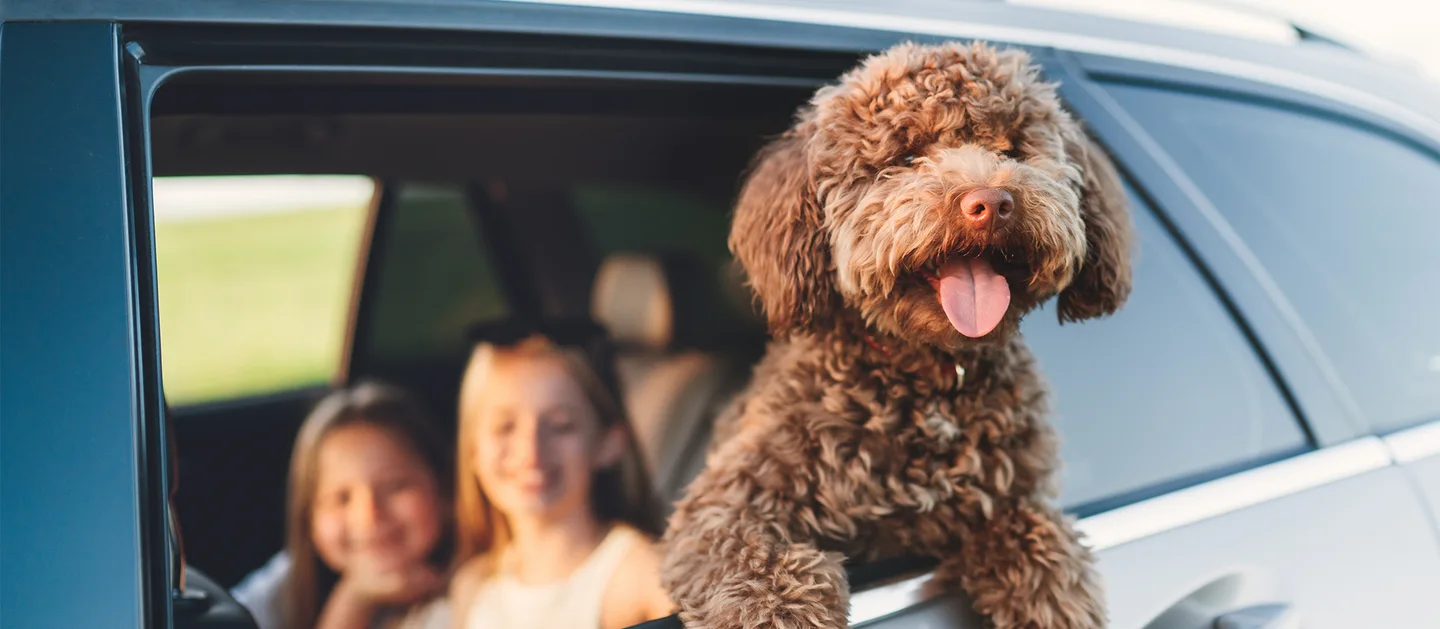 Первый сертифицированный Pet Friendly отель появился в России