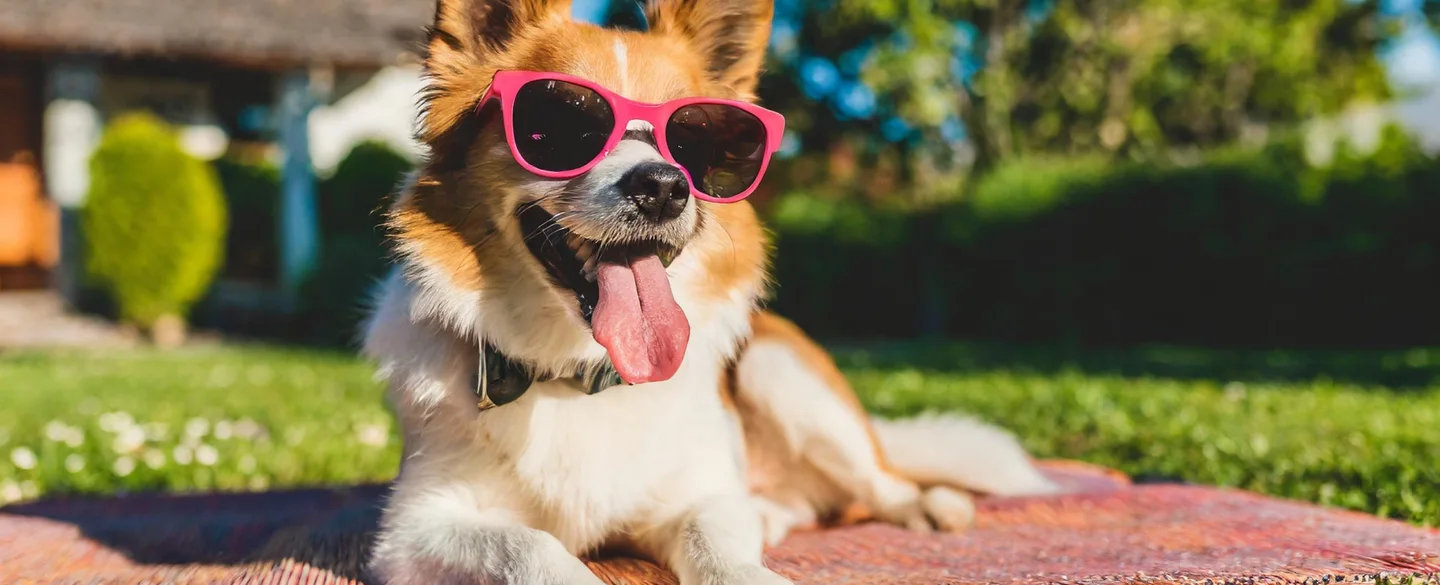 На процедуры с питомцем: в России появился первый pet-friendly-санаторий